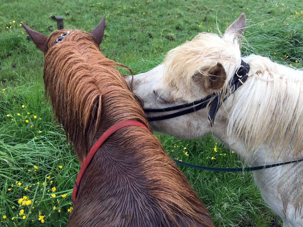 icelandic horses