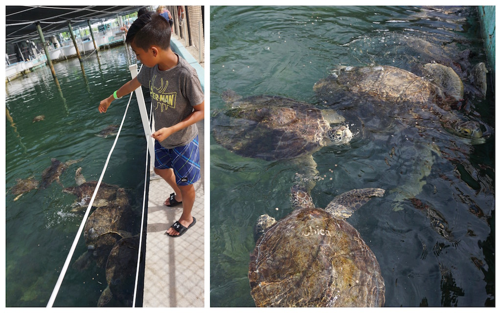 Feeding turtles at turtle hospital