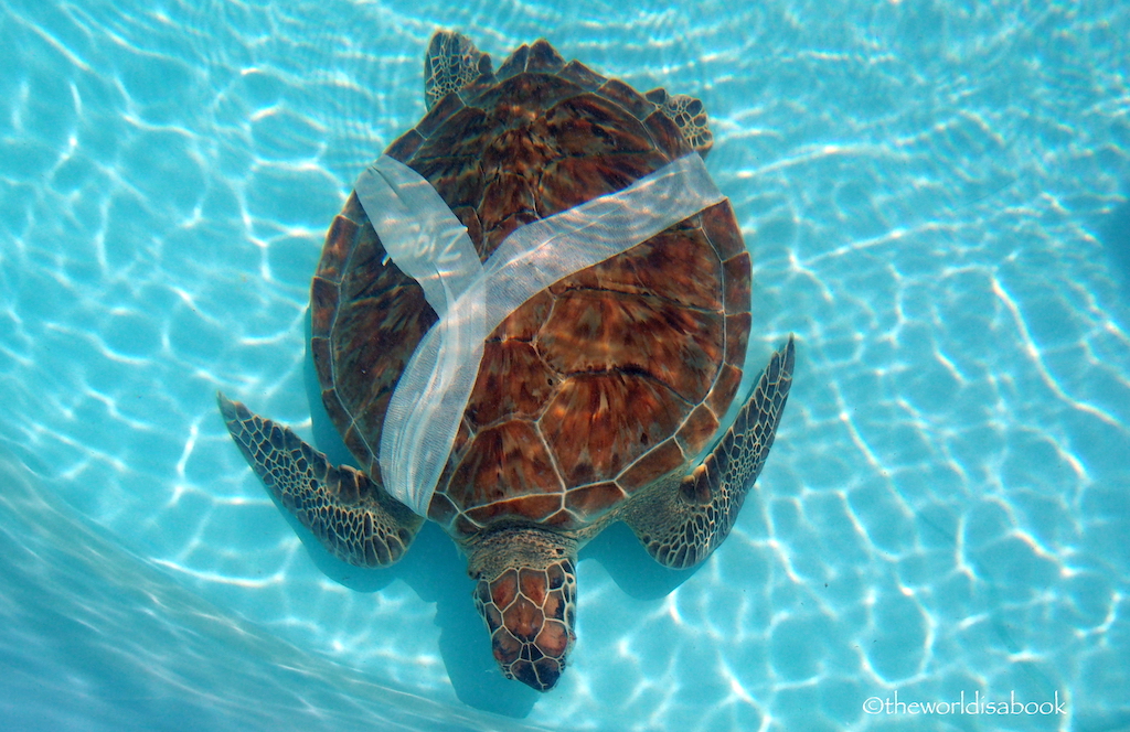 Injured sea turtle