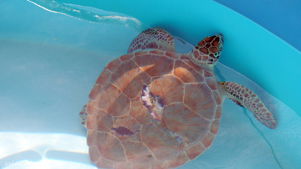Injured sea turtle