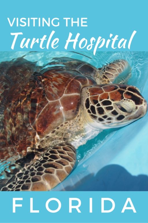 turtle-hospital-florida
