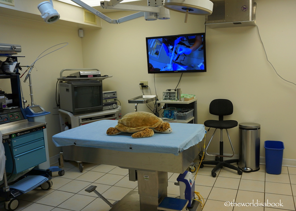 turtle-hospital-florida