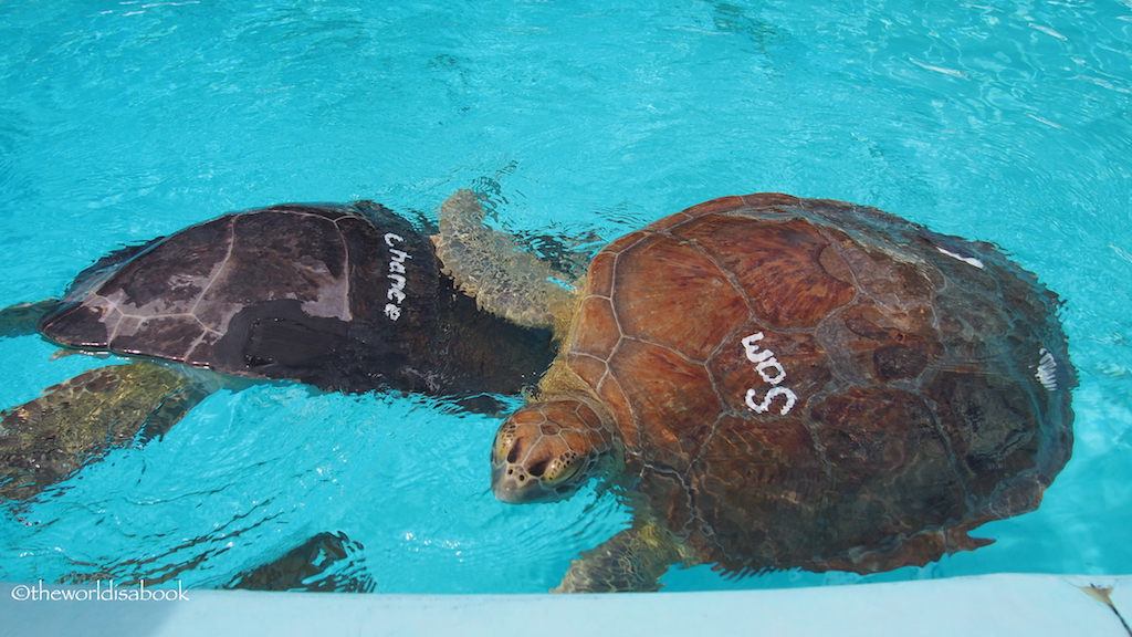 Turtle hospital florida