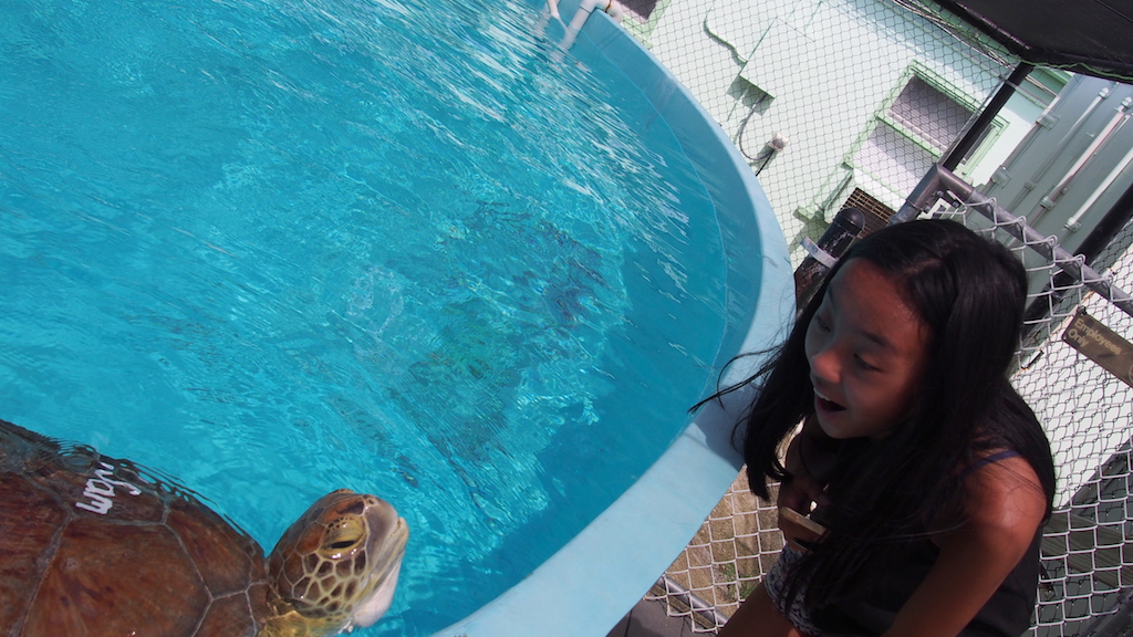 turtle hospital with kids