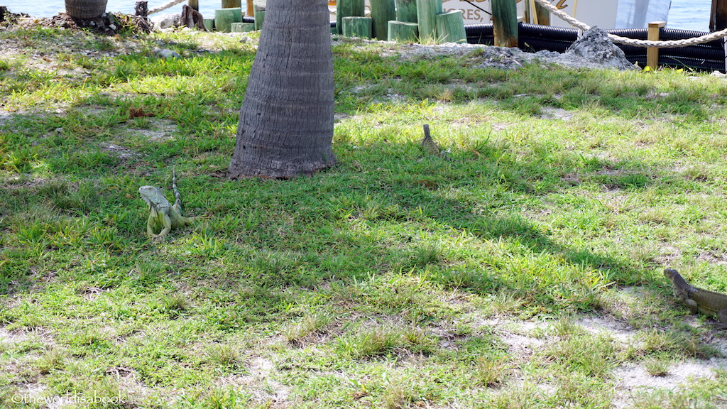 turtle hospital iguanas