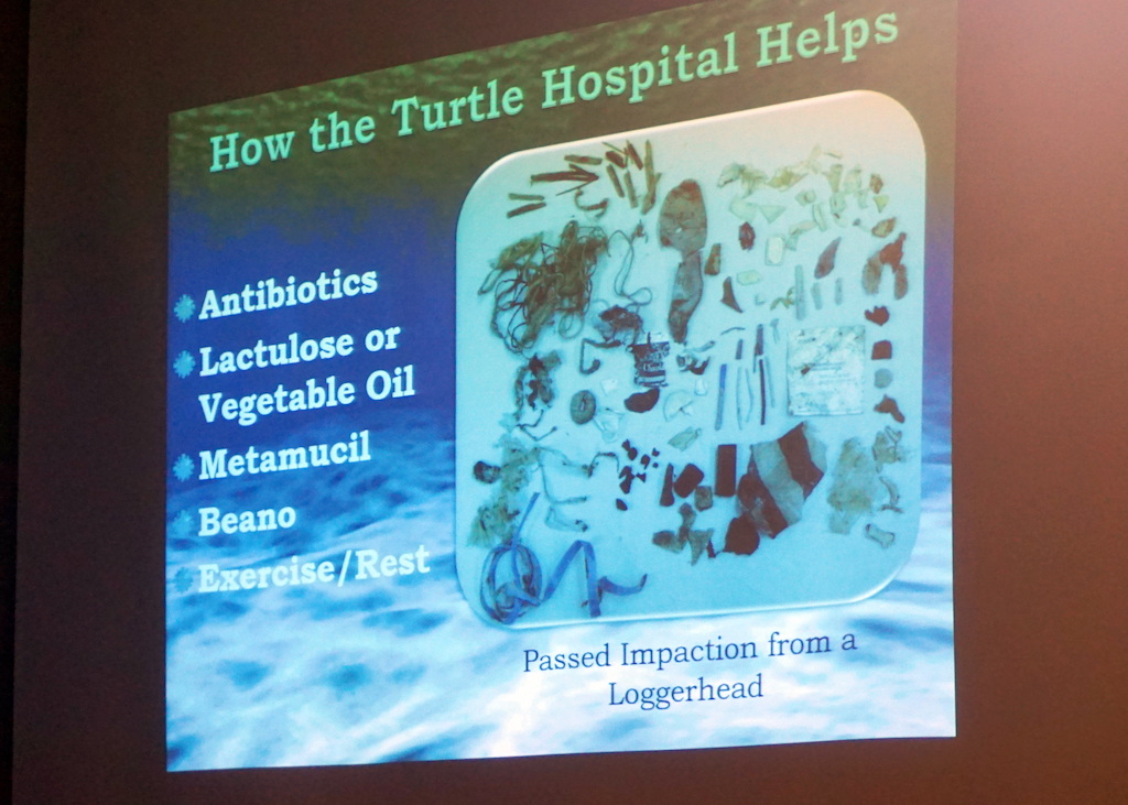 turtle-hospital-impaction