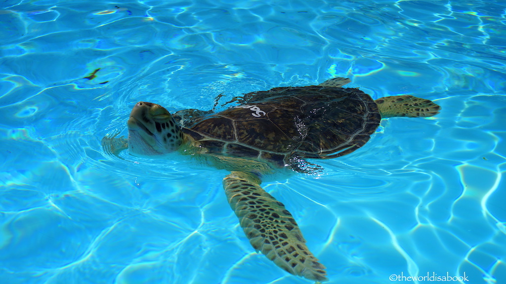 turtles-at-turtle-hospital