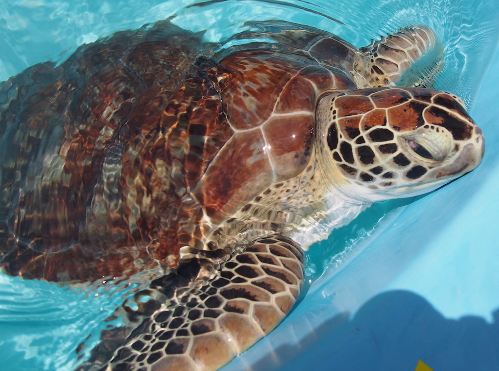 Turtle hospital florida