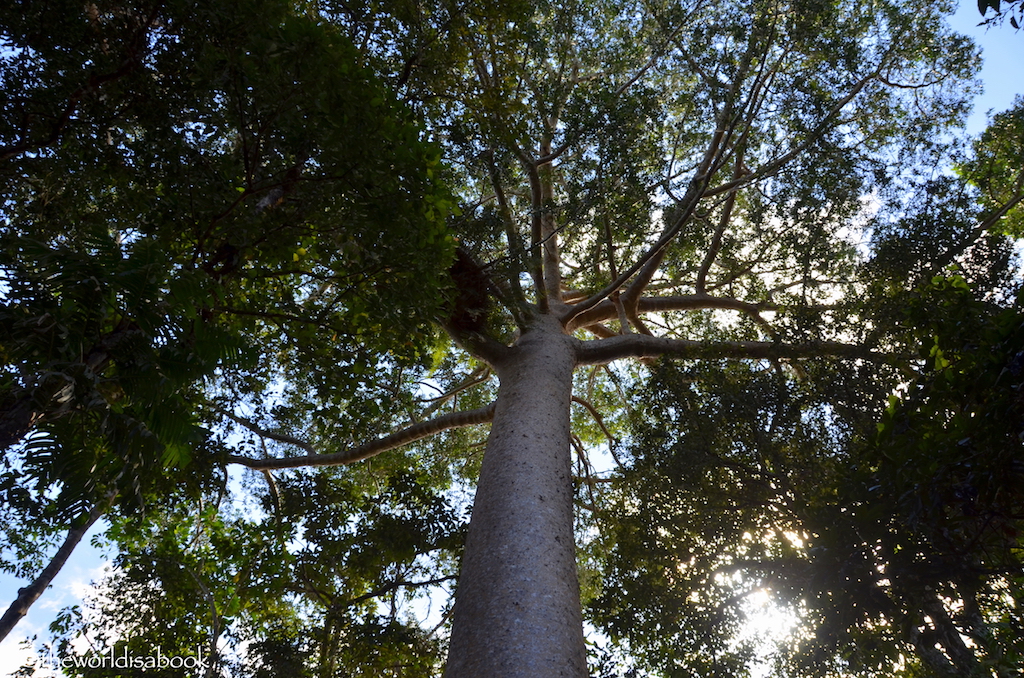 Cairns Nature Walk