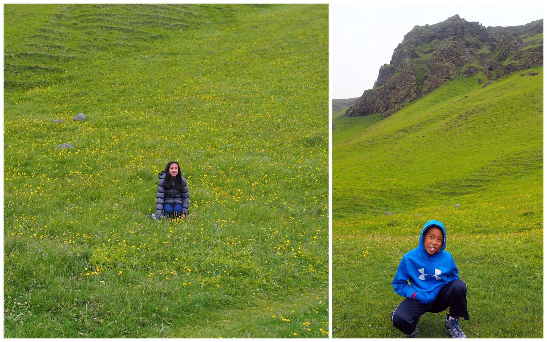 reynisfjara beach flower fields