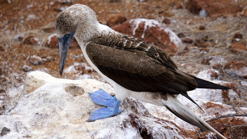 blue-footed-booby-galapagos