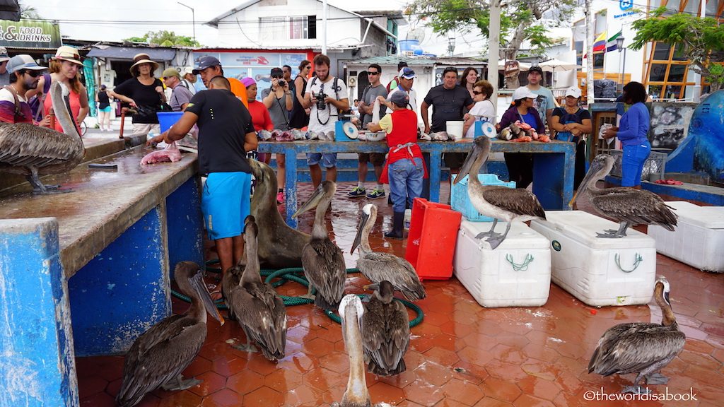 fish market santa cruz galapagos