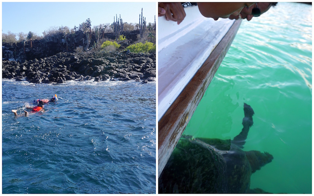 galapagos santa cruz snorkeling