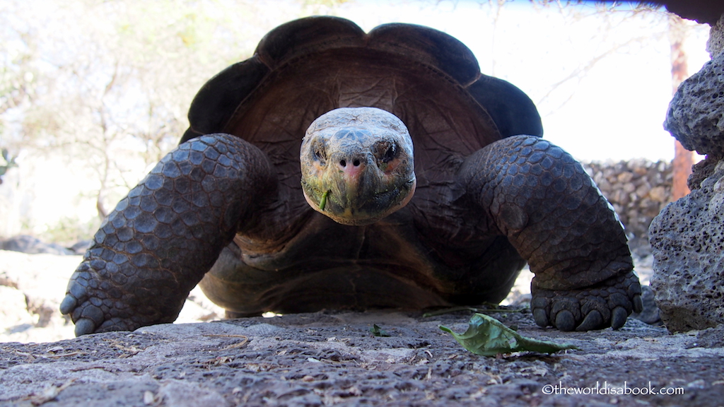 Charles Darwin Station tortoise Galapagos