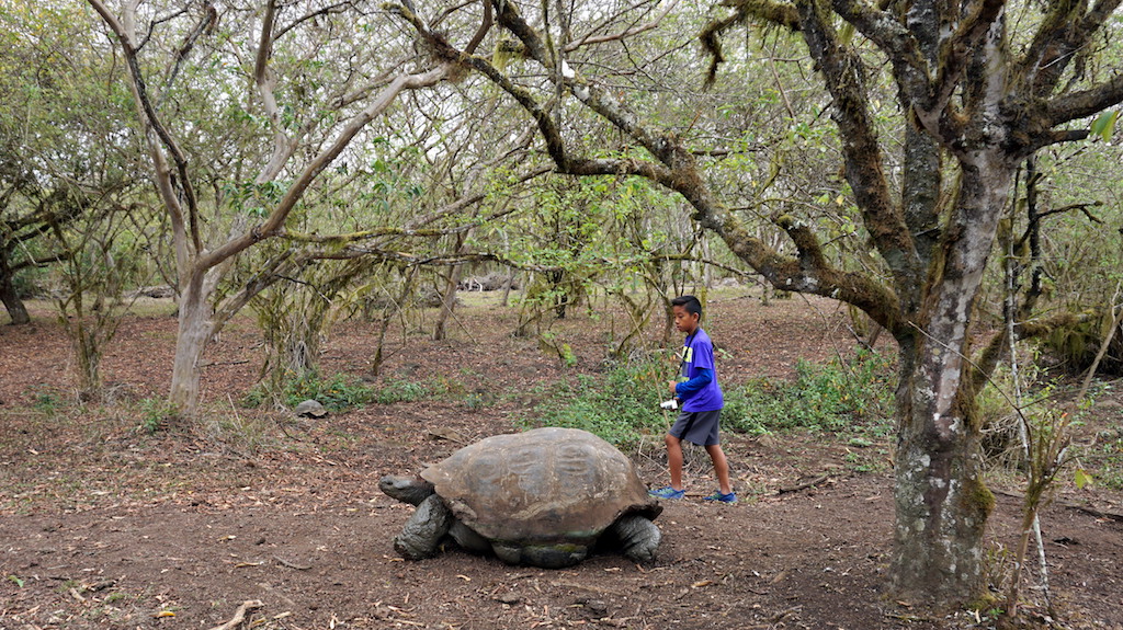 galapagos-with-kids-giant-tortoise
