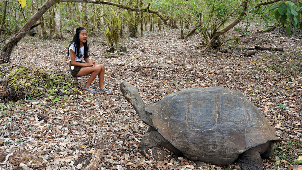 Giant tortoise Galapagos