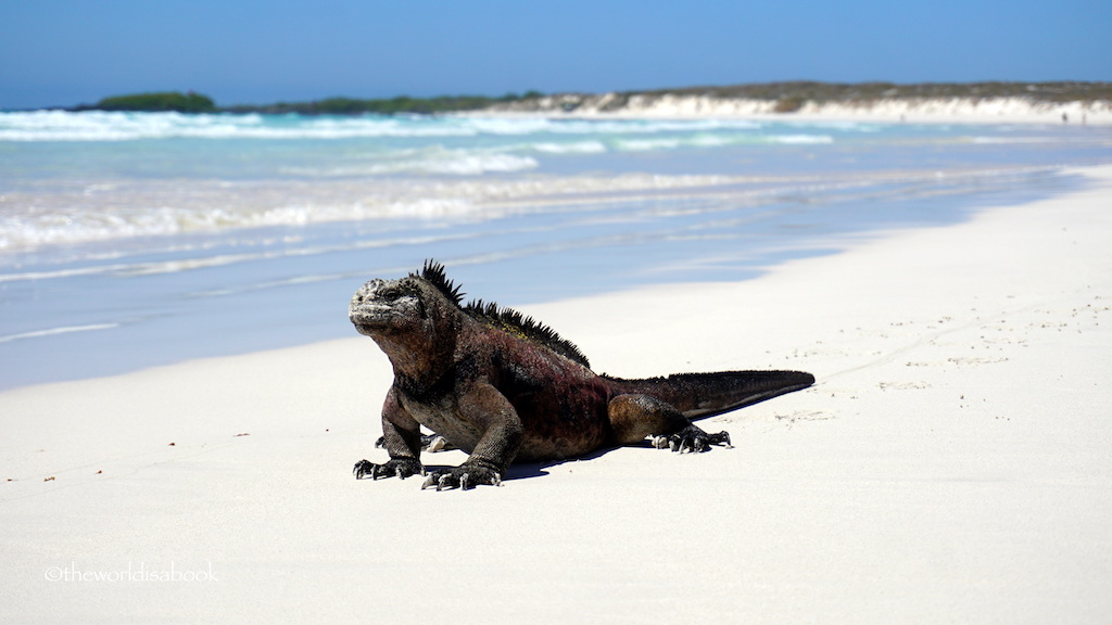 Marine iguanas tortuga Bay galapagos