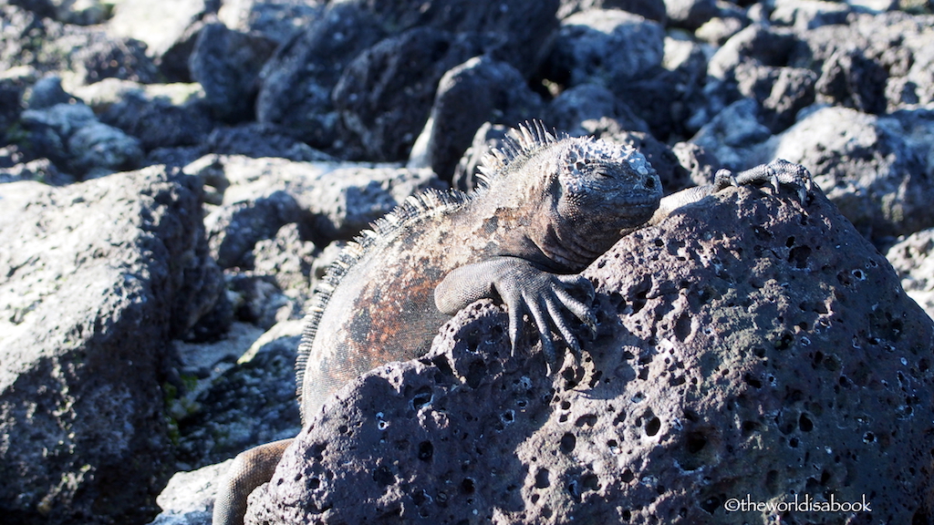 Marine Iguana Galapagos