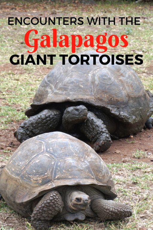 GALAPAGOS GIANT TORTOISES