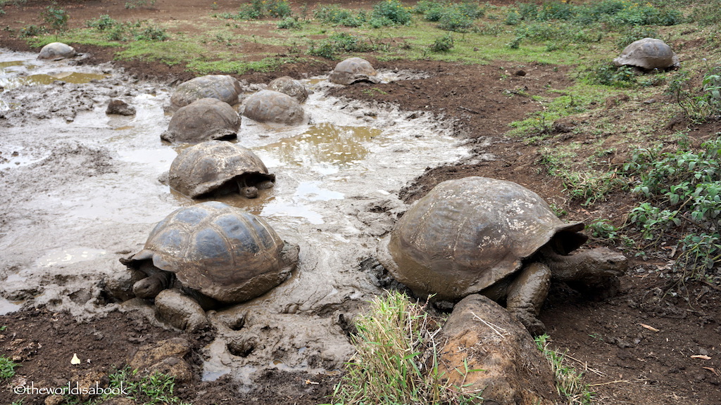 Galapagos Giant tortoises in mud