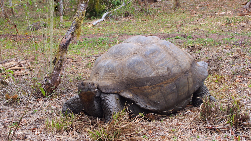 Galapagos giant tortoise