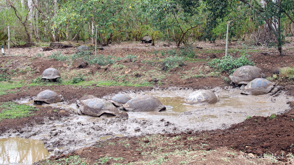 Rancho Primicias Giant tortoise pond