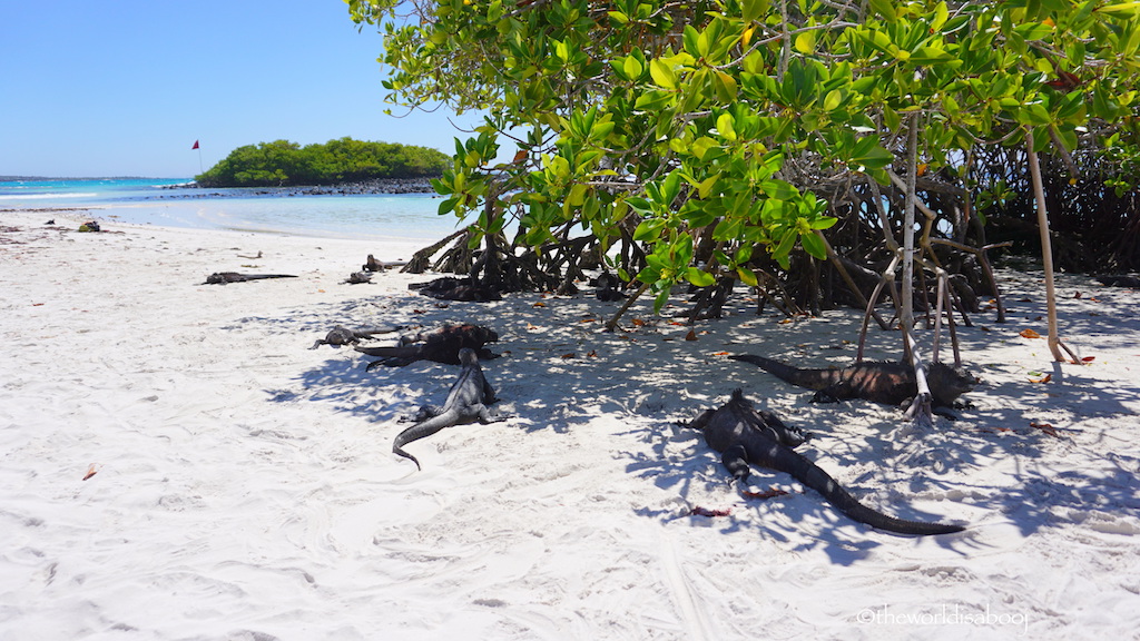 Galapagos Tortuga Bay marine iguanas