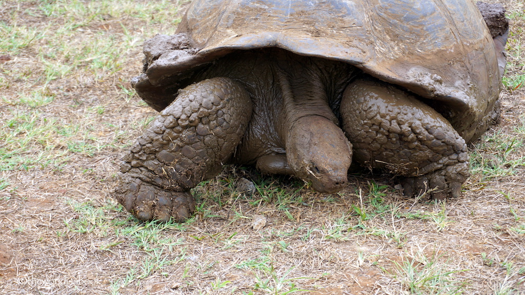 Galapagos giant tortoise