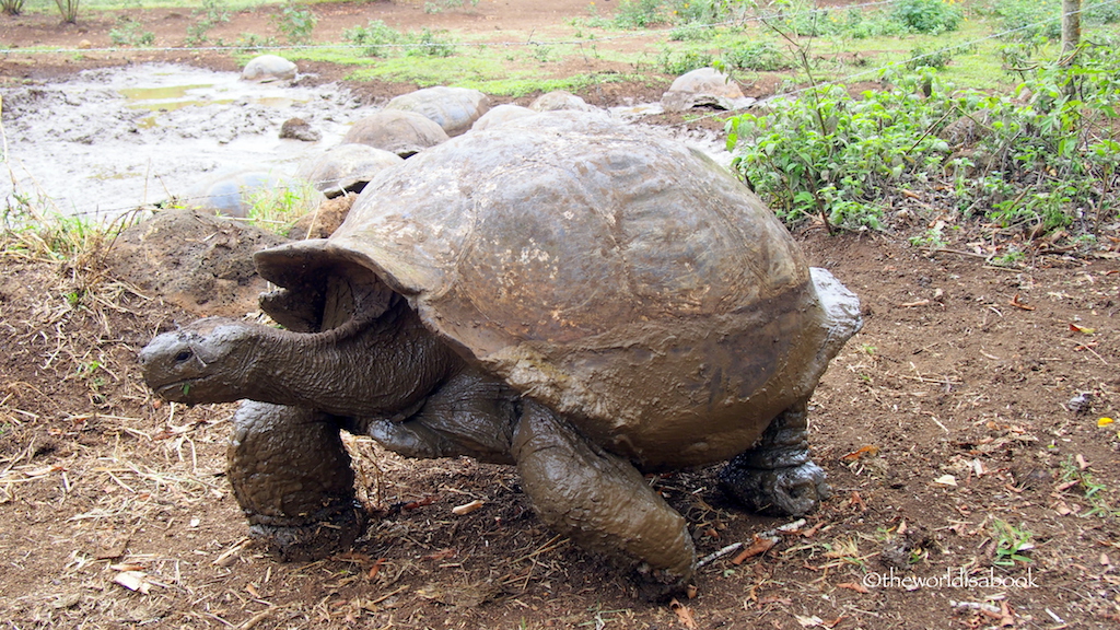 Galapagos giant tortoise Primicias