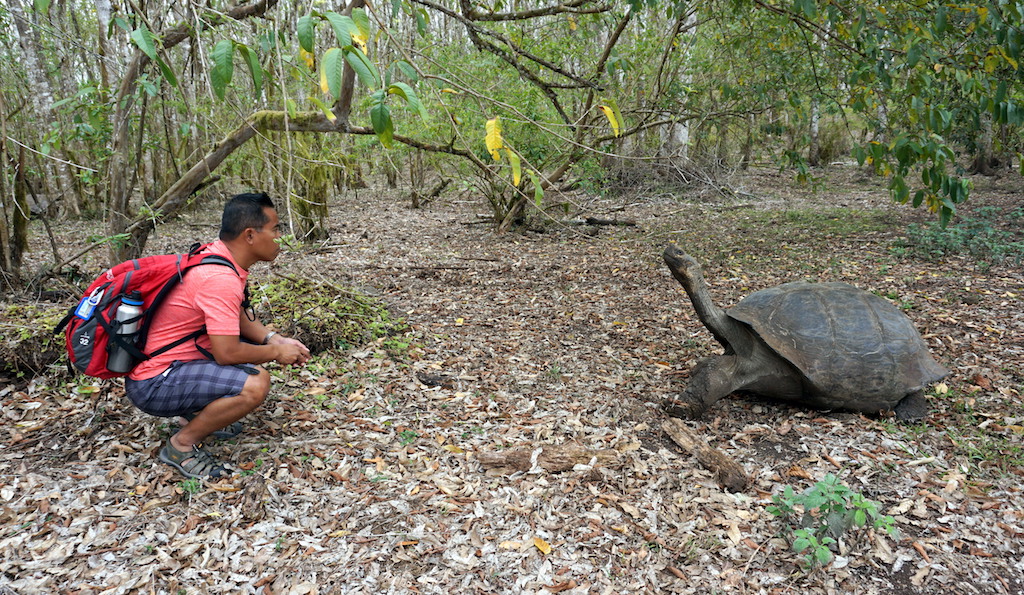 Galapagos giant tortoise with long neck