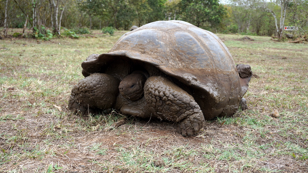 Galapagos giant tortoise