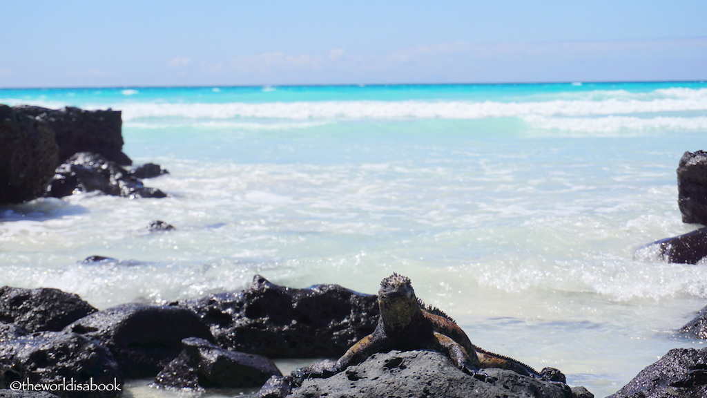 Marine Iguana Tortuga Bay