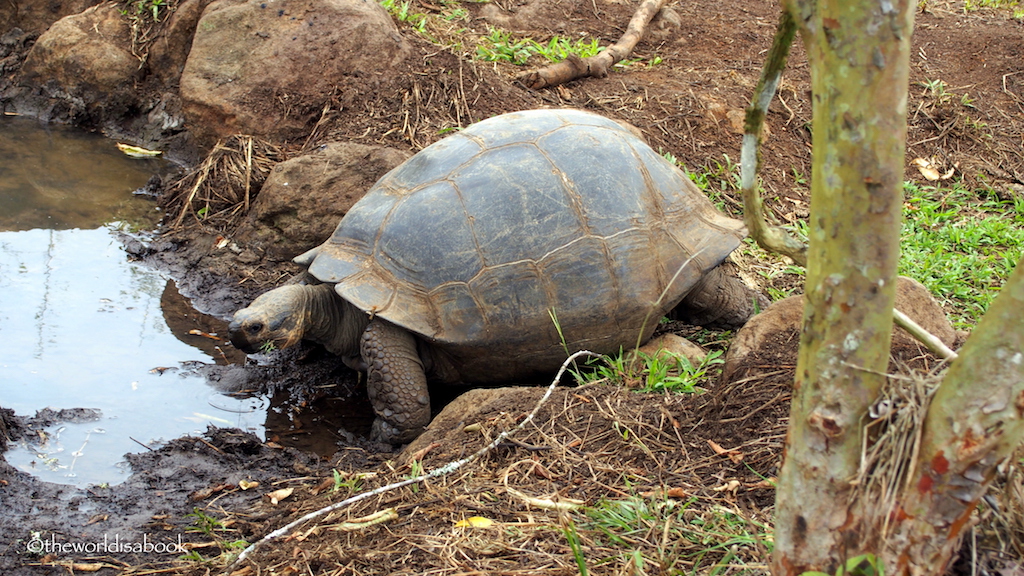 Galapagos giant tortoise