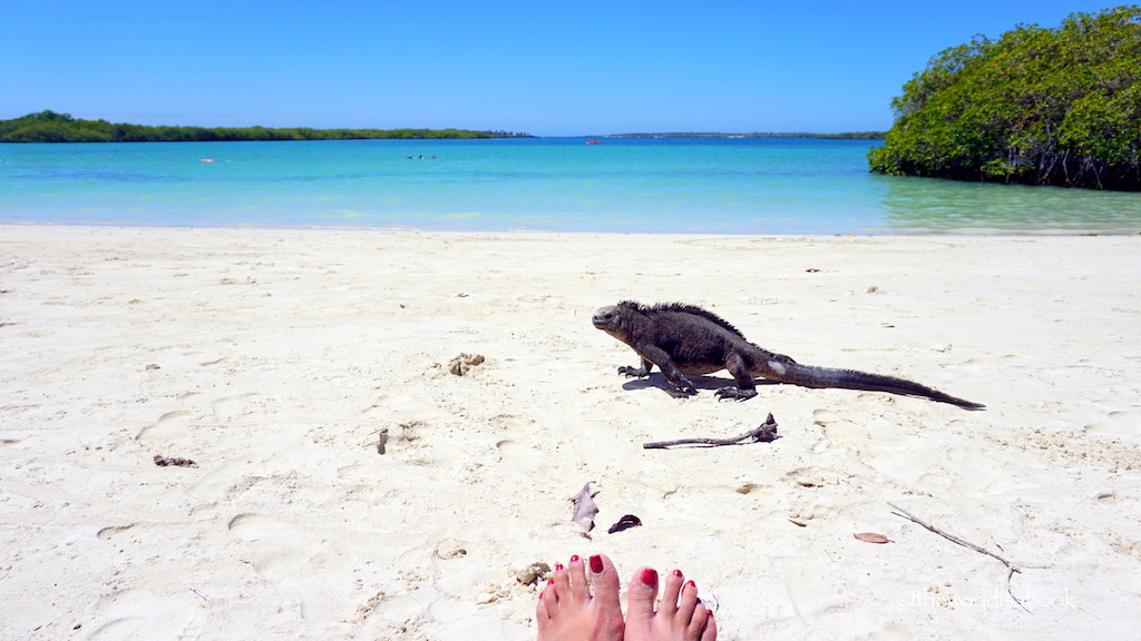 Tortuga Bay Galapagos marine iguana