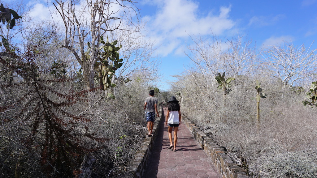 Tortuga Bay pathway