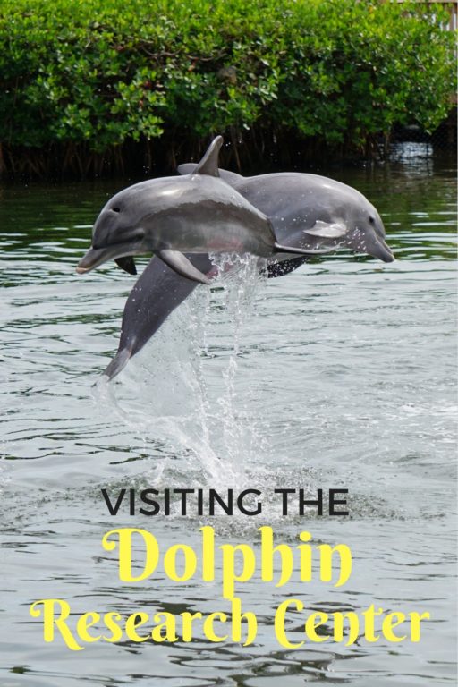 Dolphin Research Center