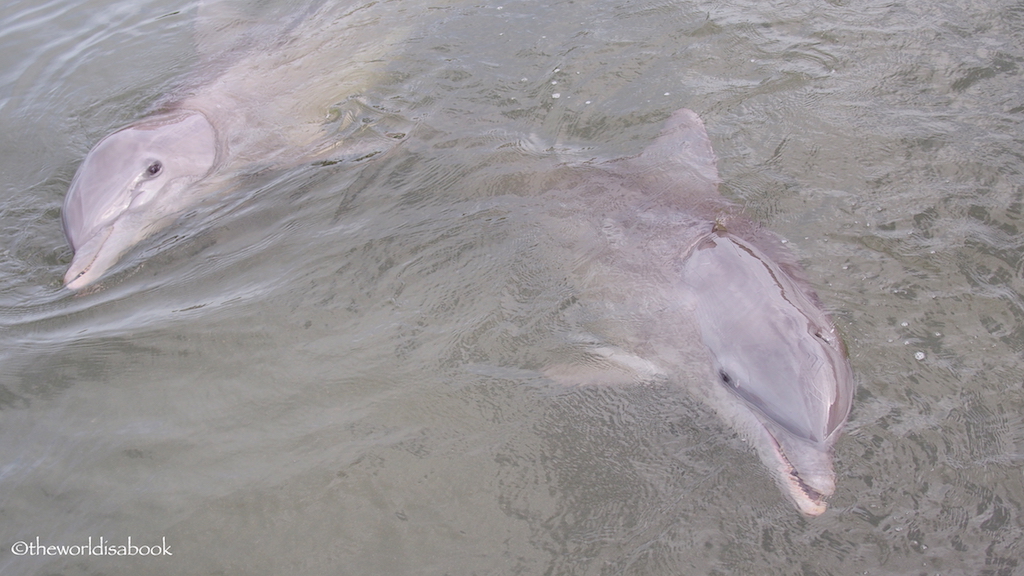 Dolphin Research center Florida