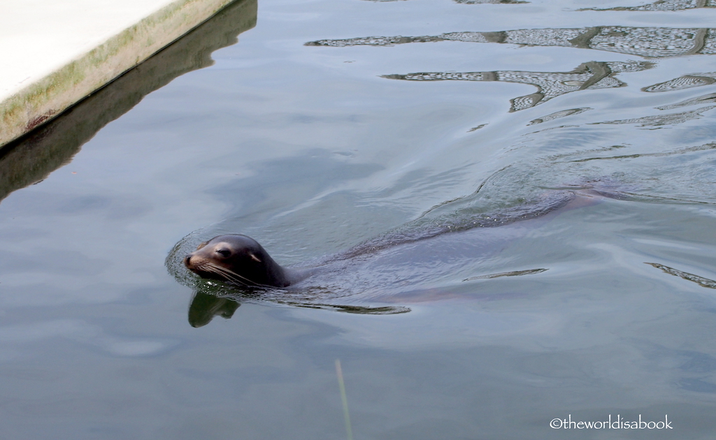 Dolphin Research Center sea lion