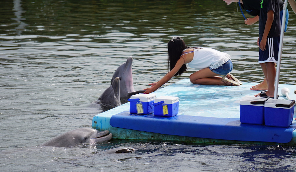Dolphin Research Center with kids