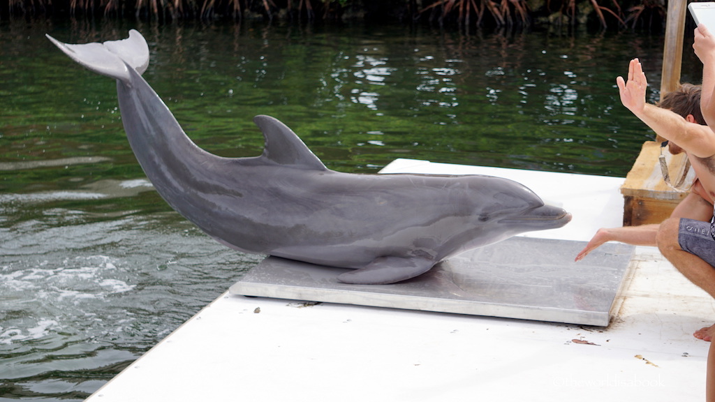 Dolphin getting weighed Dolphin Research Center