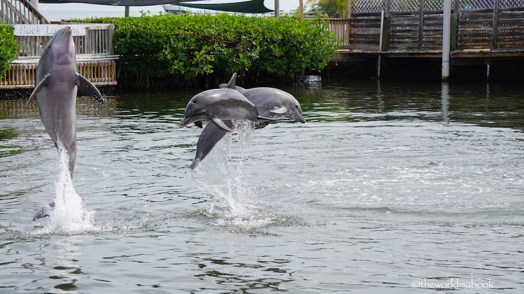 Dolphin jumping at Dolphin Research Center