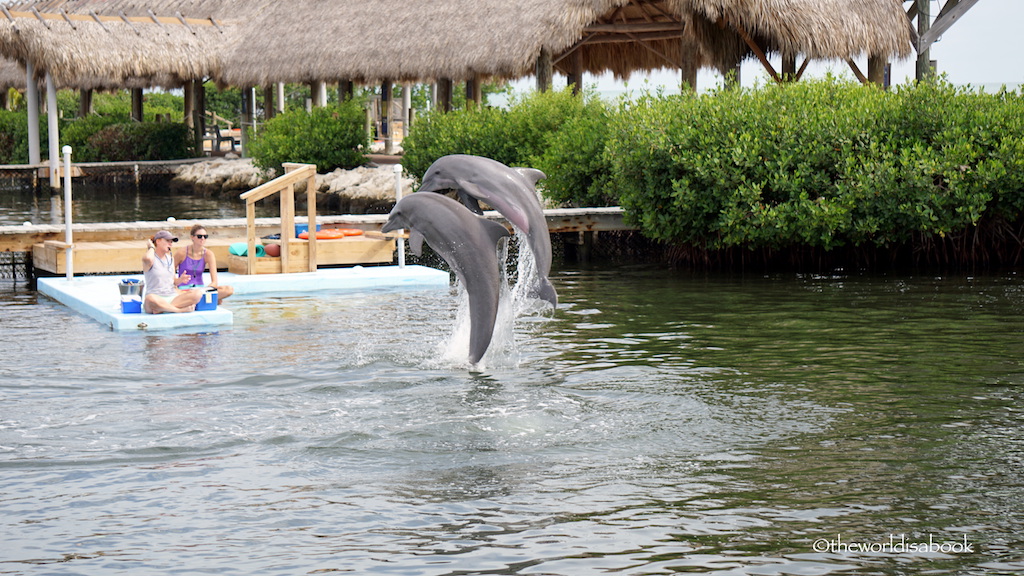 Jumping dolphins at Dolphin Research Center