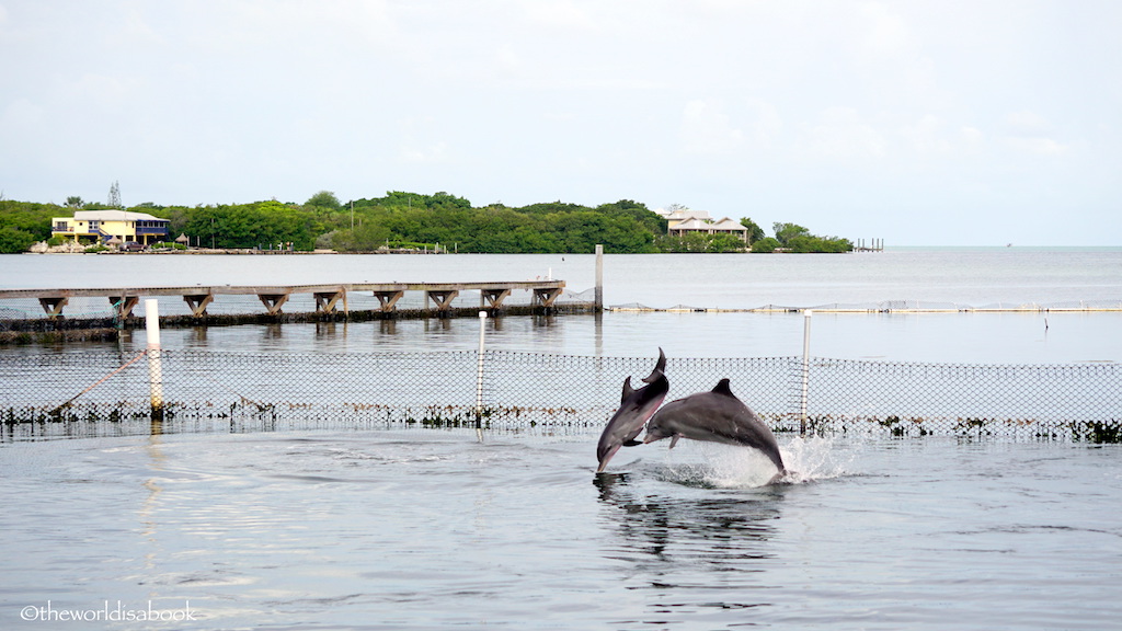 dolphin Research Center Florida