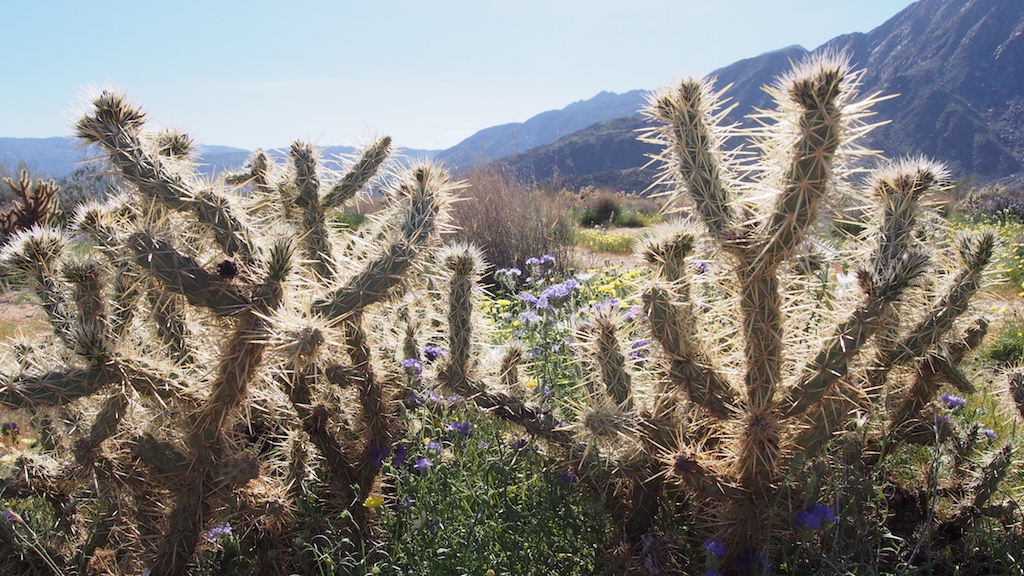 Borrego Springs cactus