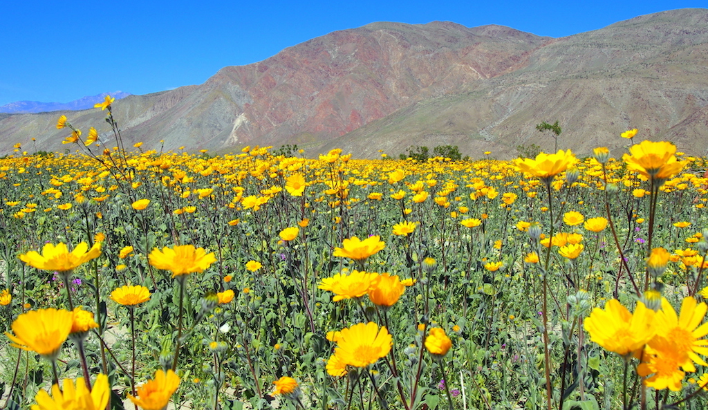 Borrego Springs wildflowers