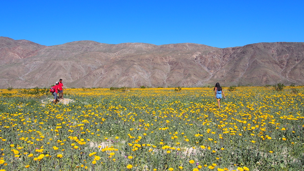 Borrego Springs wildflowers