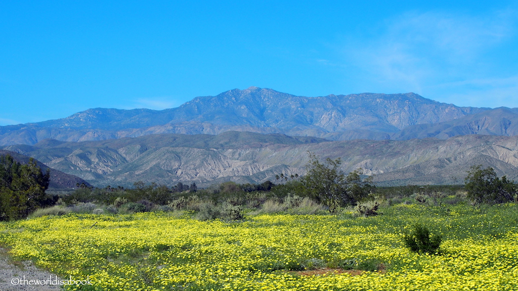 Borrego Springs yellow flowers