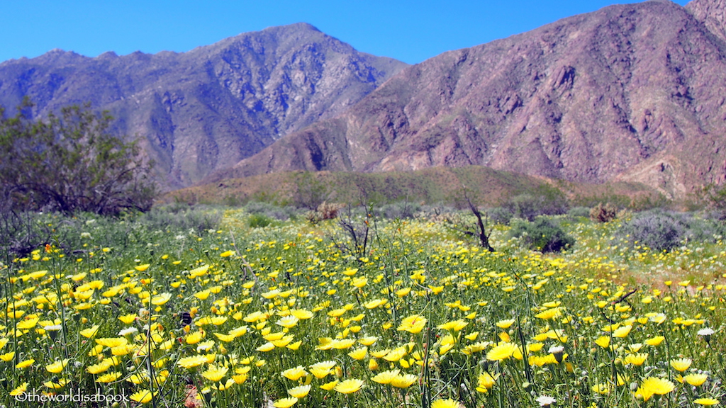 Borrego springs desert wildflowers