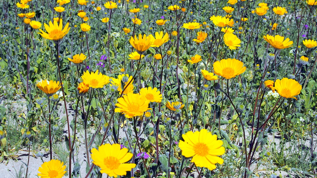 Desert sunflowers