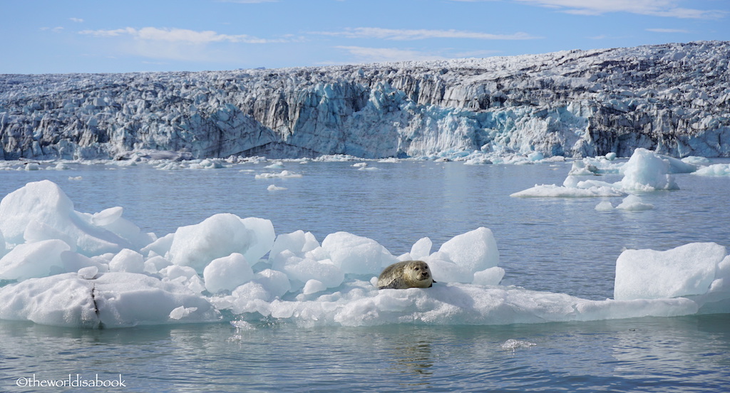 Seal at Jokulsarlon Glacier Lagoon